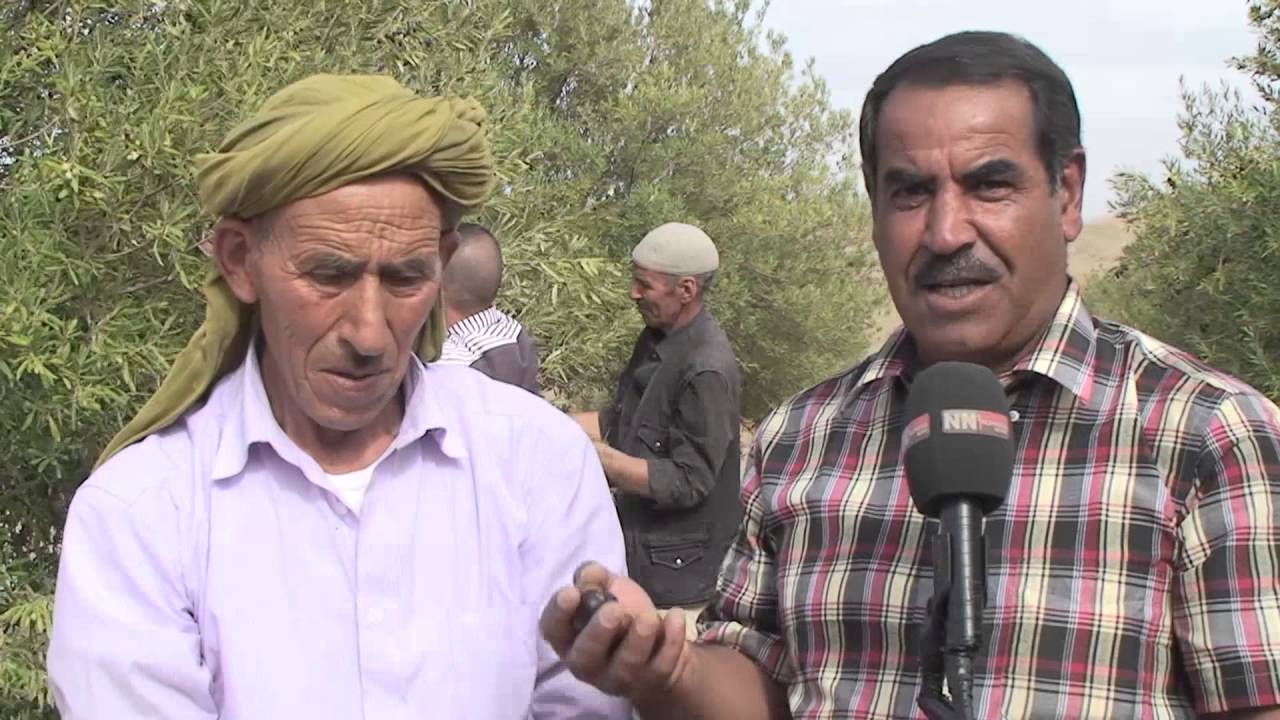 تقرير عبد الحميد دواجي ديرة منطقة واعدة بنجاح مشروع شجرة الزيتون علي تركي قناة نوميدياtv