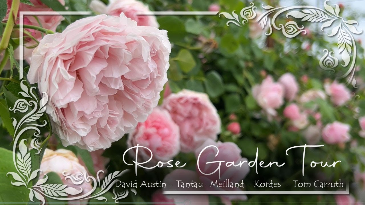Crown Princess Margareta, Eustacia Vye & St Swithun in a Spring Garden Waltz • David Austin Roses •