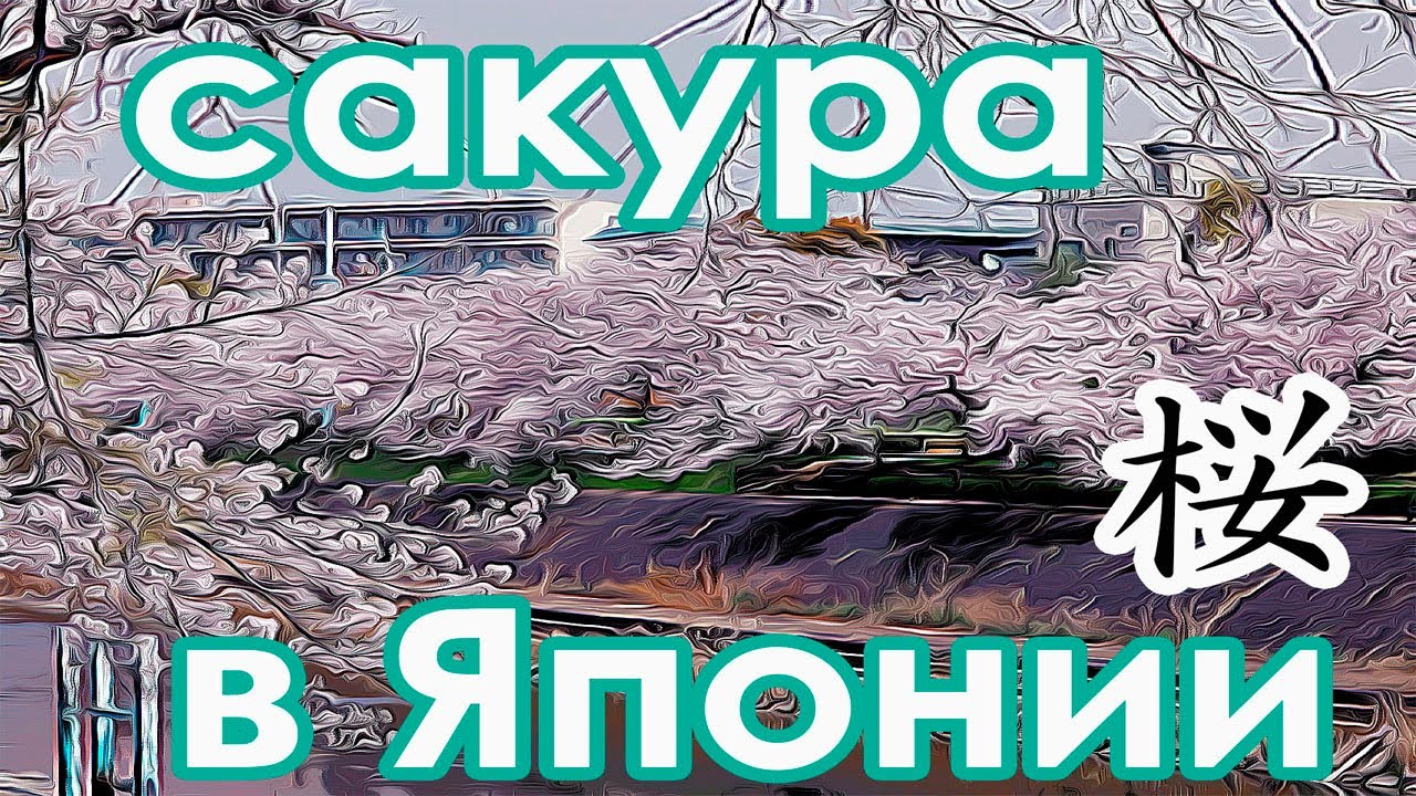Цветение сакуры 2021. Когда прилетать на сакуру в Японию?