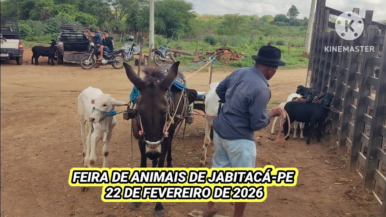 Feira dos Animais de Jabitacá-PE  dia 22/02/2026