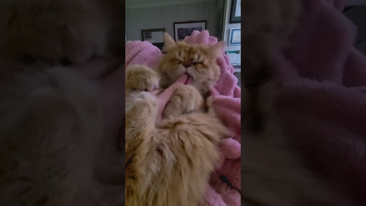 Самое милое видео "Спокойной ночи" 😻 