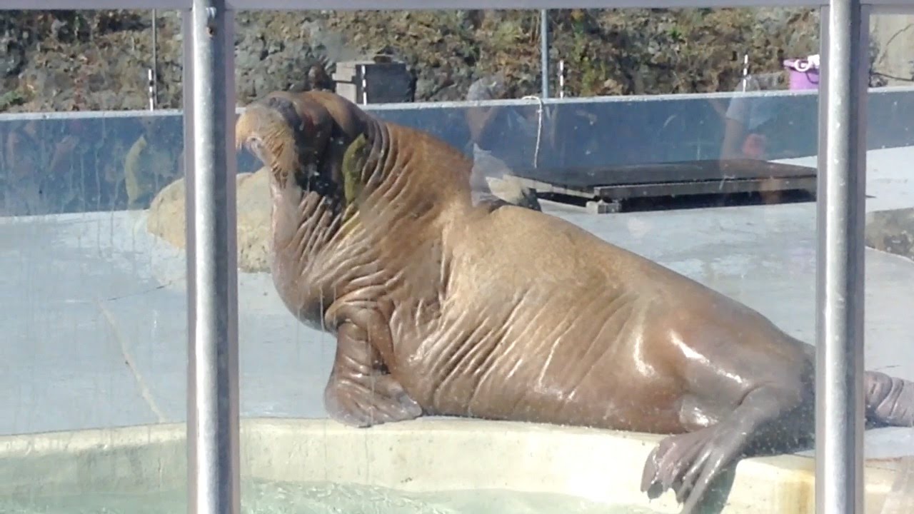 Hilarious walrus show at the Québec aquarium
