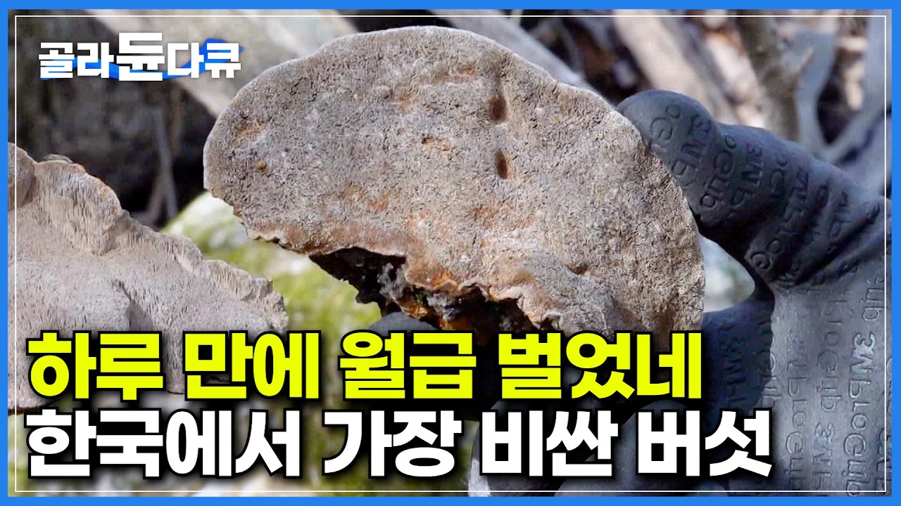 100g당 50만 원, 약초꾼들도 실물은 처음이라는 우리나라에서 버섯 중 가장 비싼 버섯｜빈손으로 산 올라갔다가 내려오면 수백만 원 버는 약초꾼들｜상황버섯｜극한직업｜#골라듄다큐