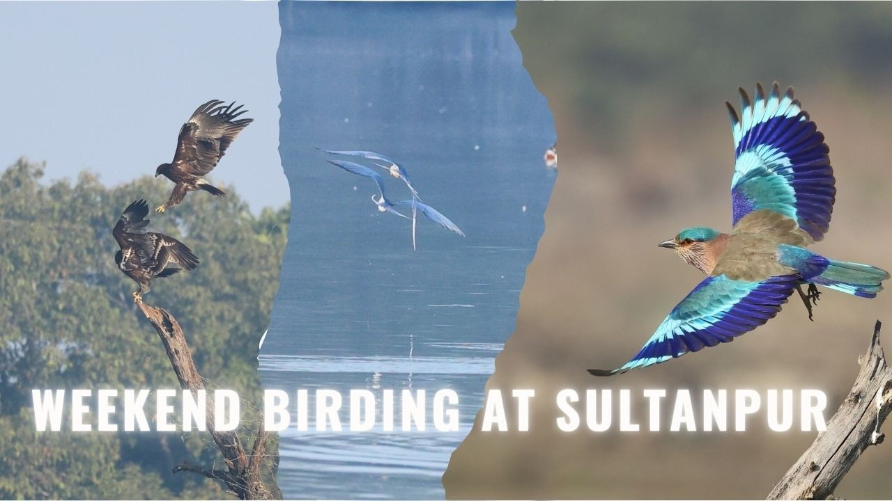 In Search of Greater Spotted, Botted, Imperial Eagle & Osprey at Sultanpur National Park.