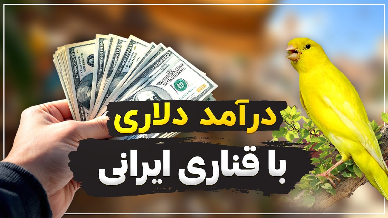 درآمد دلاری با قناری ایرانی : هر عدد 15 هزار دلار ! (روایتی شنیدنی از قناری بازی)