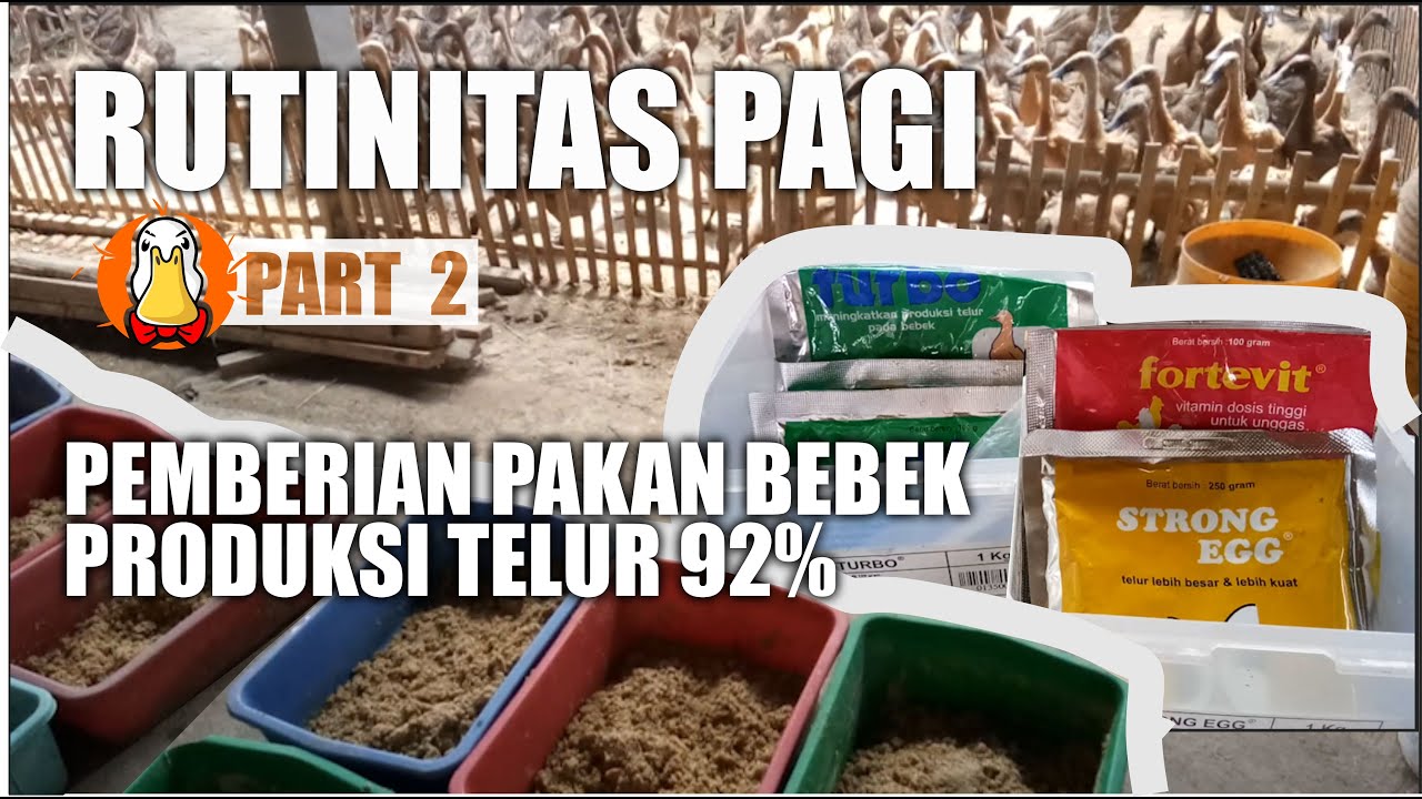 Cara Pemberian Pakan Dan Vitamin Bebek Petelur Agar Produksi Telur Super 92%