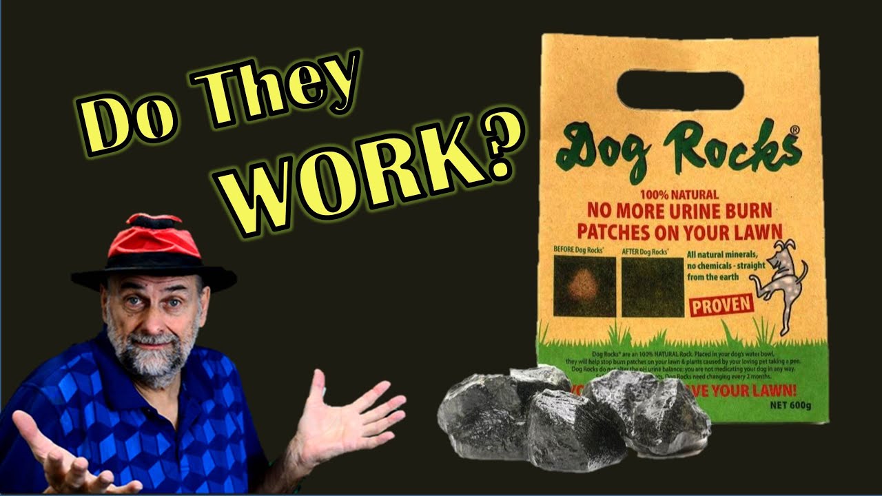 Dog Rocks - Do They Stop Pee Spots in the Lawn?