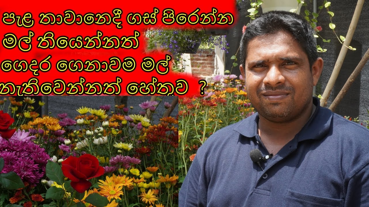 හැමදාවම මල් පිපෙන්න මල් වගාකරනන ක්‍රමය The method of growing flowers that bloom all the time