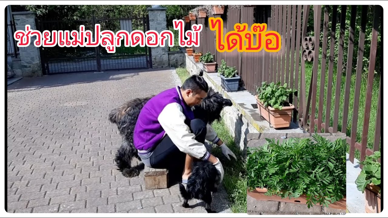 ลูกชาย ช่วยปลูกดอกไม้ อากาศดี ต้อนรับความอบอุ่น