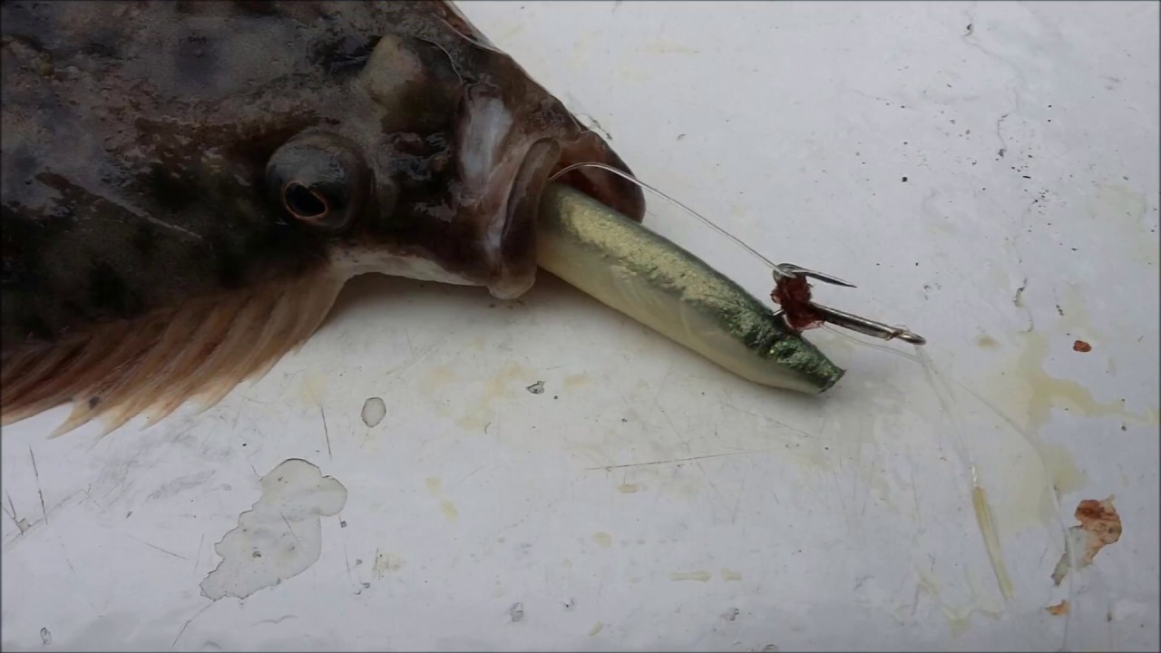 S&aring;dan agner du Gulp! tobis til fiskeri efter pighvar og slethvar!