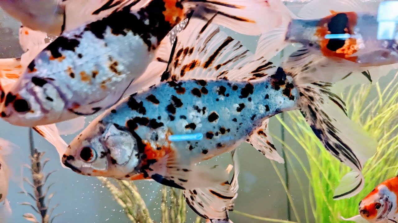 Why I like Shubunkin Goldfish and Everything that's going on with them #shubunkin