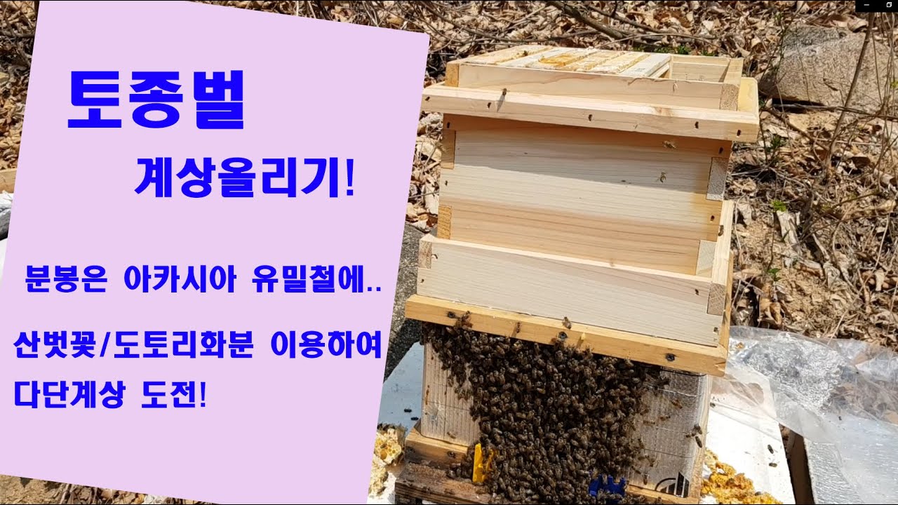 토종벌 개량벌통 계상작업