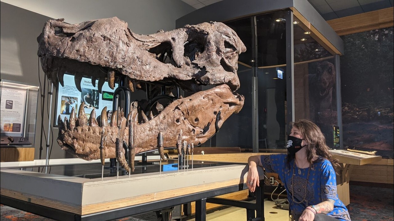 This 65 Million-Year-Old Female T. Rex Shocked Paleontologists — Fossils