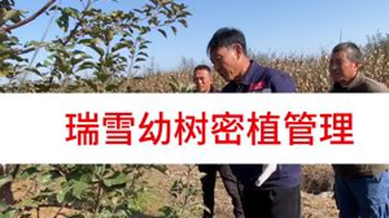 瑞雪幼树密植管理 #洛川大海 #大海带叶修剪 #辩证管理