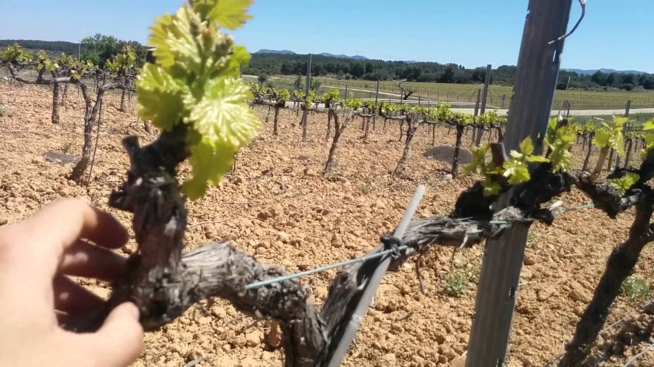 Poda verde y Yesca