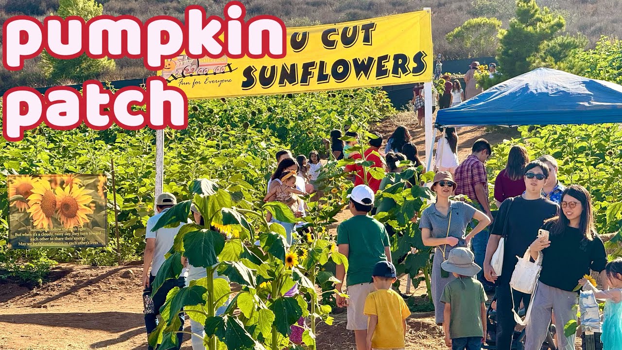 Pumpkin Patch Escondido California Walking Tour  [4K] 🎃🌻🧑‍🌾