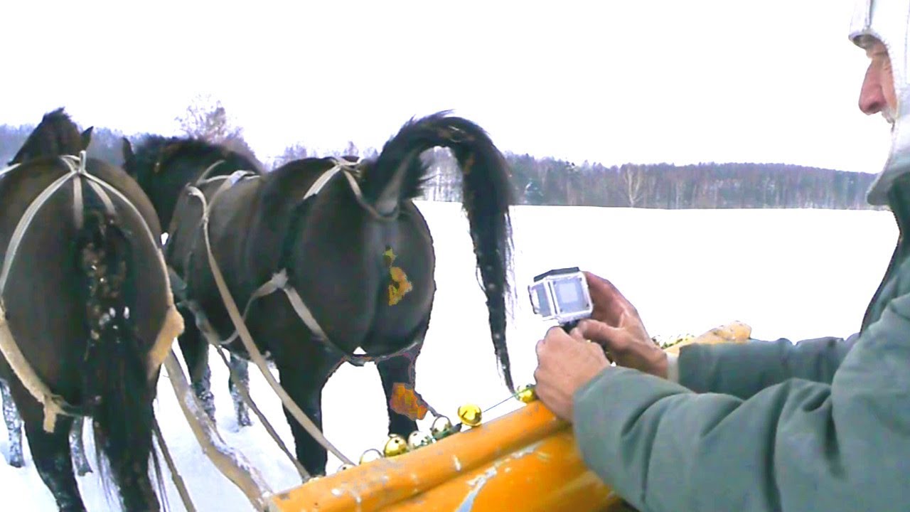 KONIE KUPA KUP i ŚNIEGU SANIE