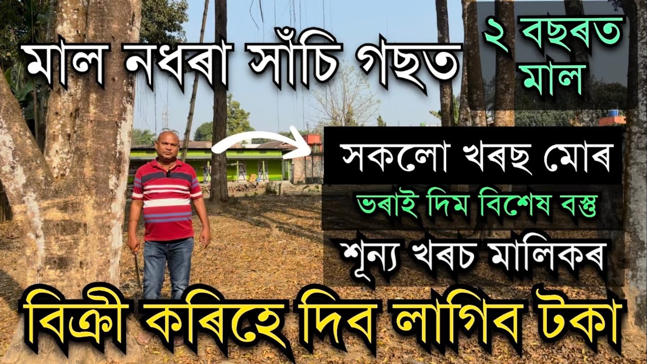 মাল নধৰা সাঁচি গছ ২ বছৰত মাল।Agarwood farm in Assam। Agarwood Plants। Sashi Kheti। Agarwood farming 