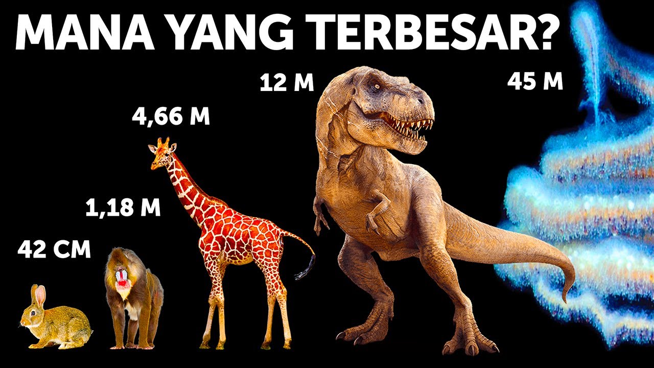 Perbandingan Ukuran Hewan (Paus Bukanlah yang Terbesar!)