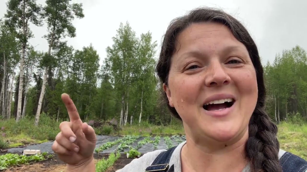 Жизнь на ферме Аляски — благодарность за первый урожай