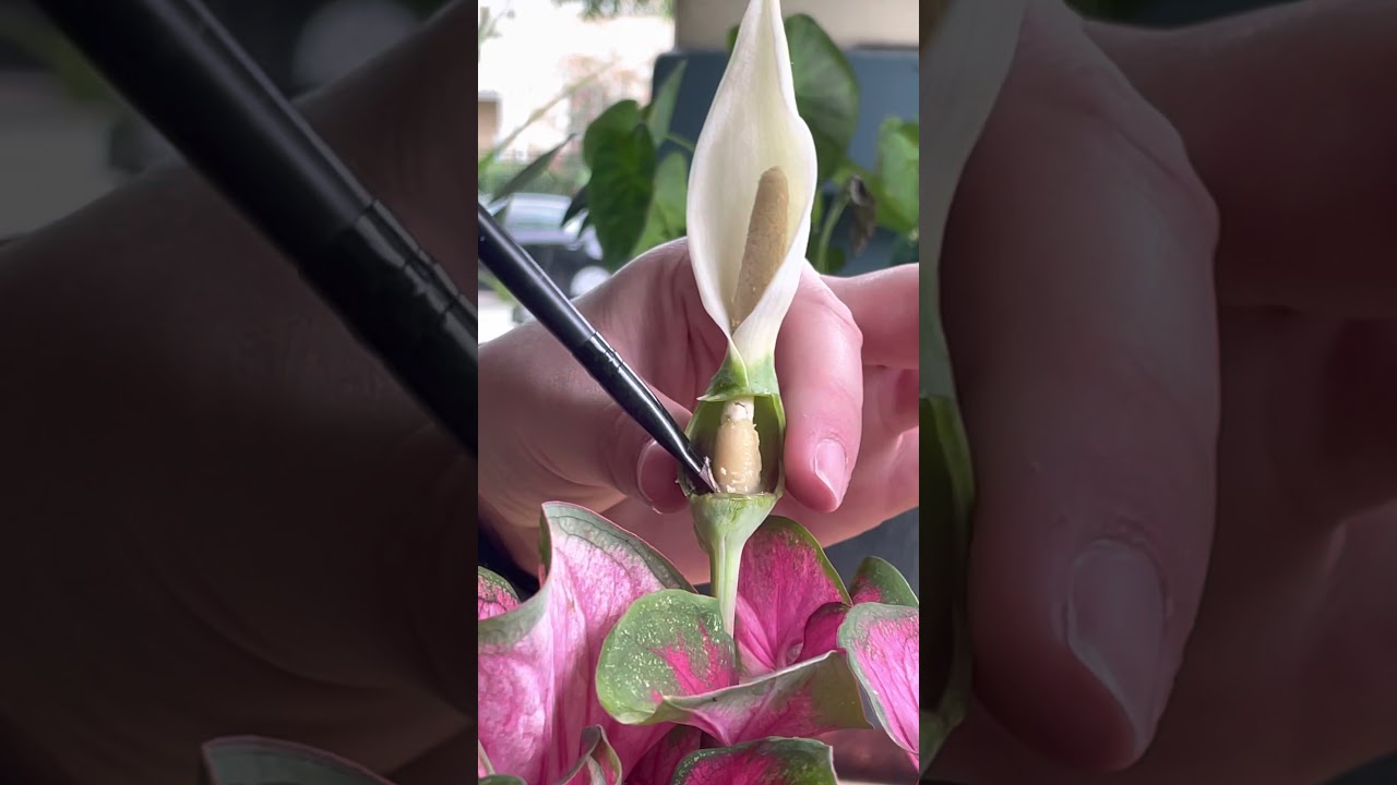 Manually pollinating caladium