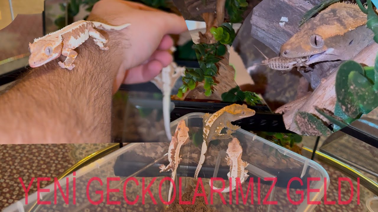 YENI GECKOLAR - CRESTED GECKO BAKIMI VE TERARYUM YAPIYORUZ