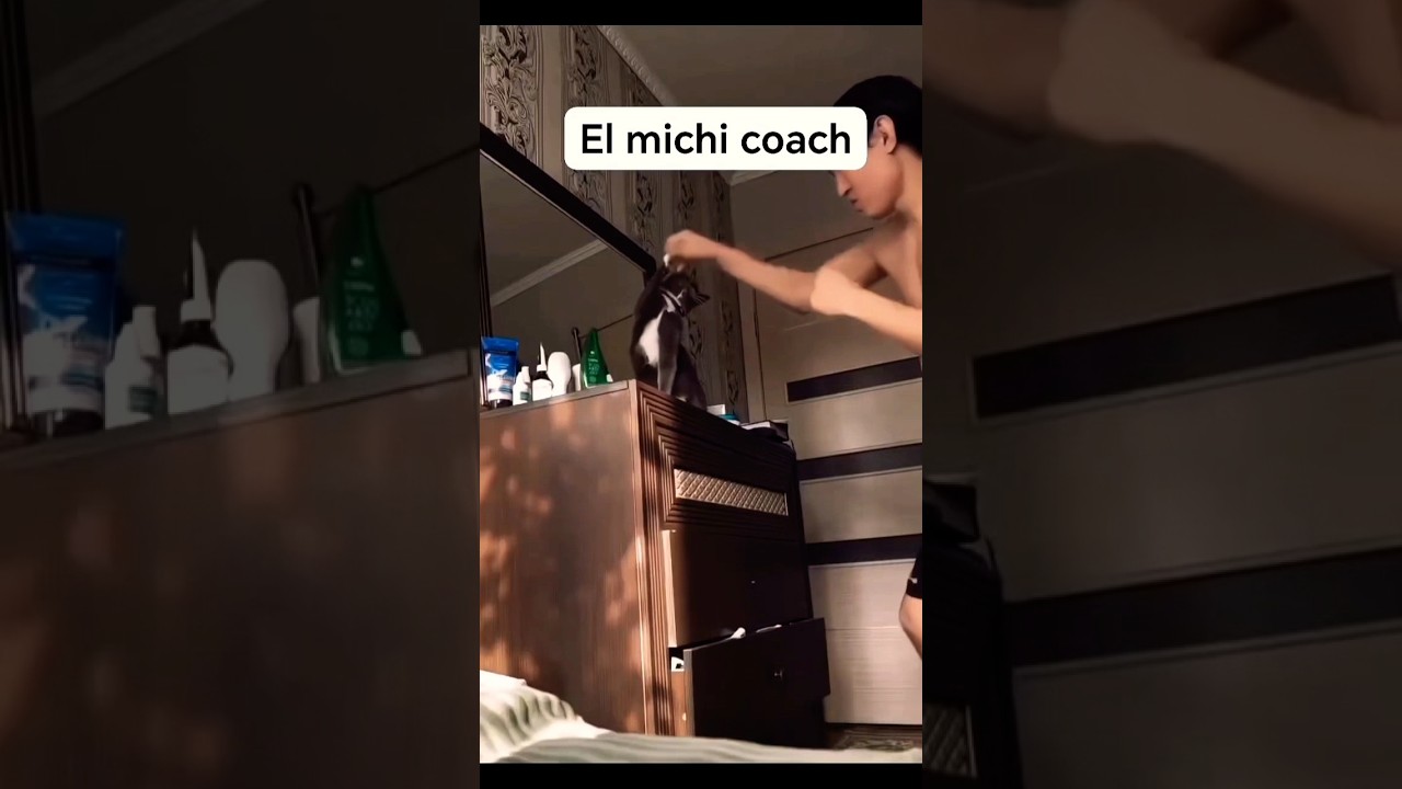 El michi coach! #viral #animalandia #gatos # cats #shortsfeed #humor #pets #mascotas #amoranimal
