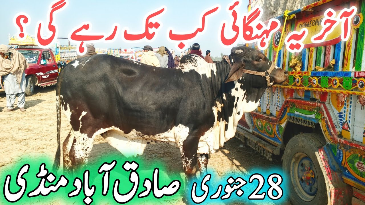 Sadiqabad Cow Mandi | Cholistani Sahiwal Ablak Gulabi Katto Katto Plus Qurbani Bachra Bachriya 