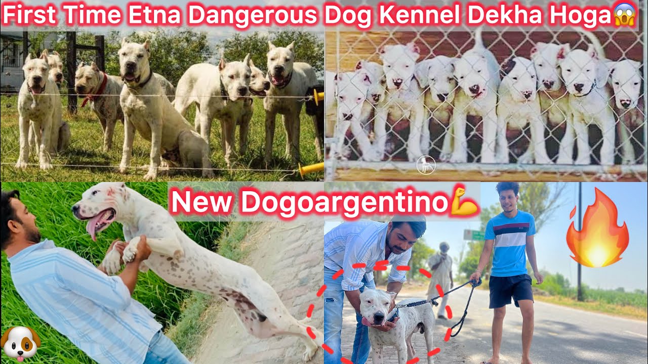 Dogoargentino Kennel Par Gye🐶New Dogoargentino Dog Le Aaye🔥Biggest And Most Dangerous Kennel😰