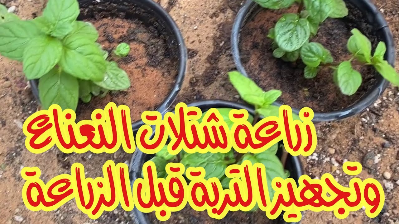 زراعة النعناع في حديقة المنزل وتجهيز التربة قبل الزراعة