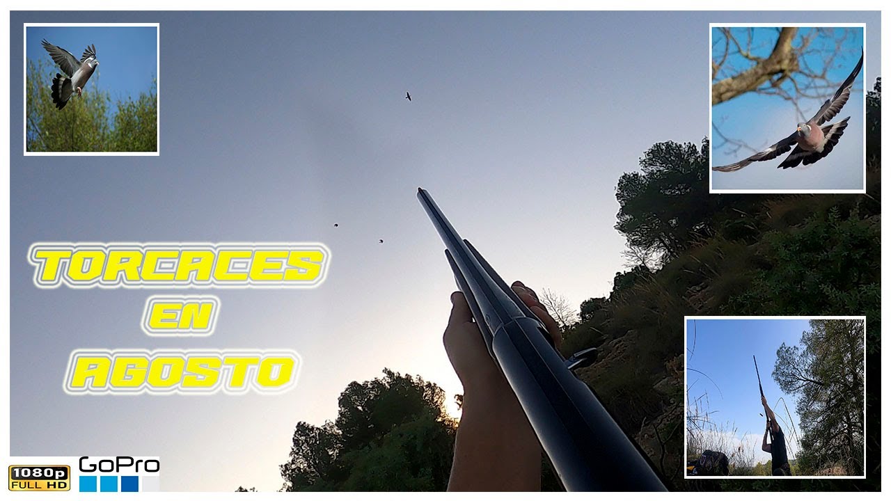 Buena tarde de Agosto tras las torcaces