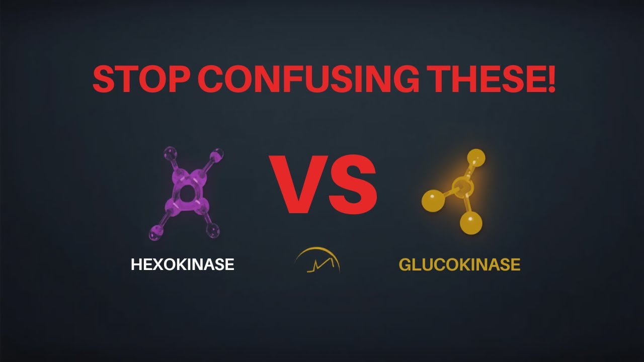 Hexokinase vs Glucokinase | High-Yield Differences Explained for USMLE