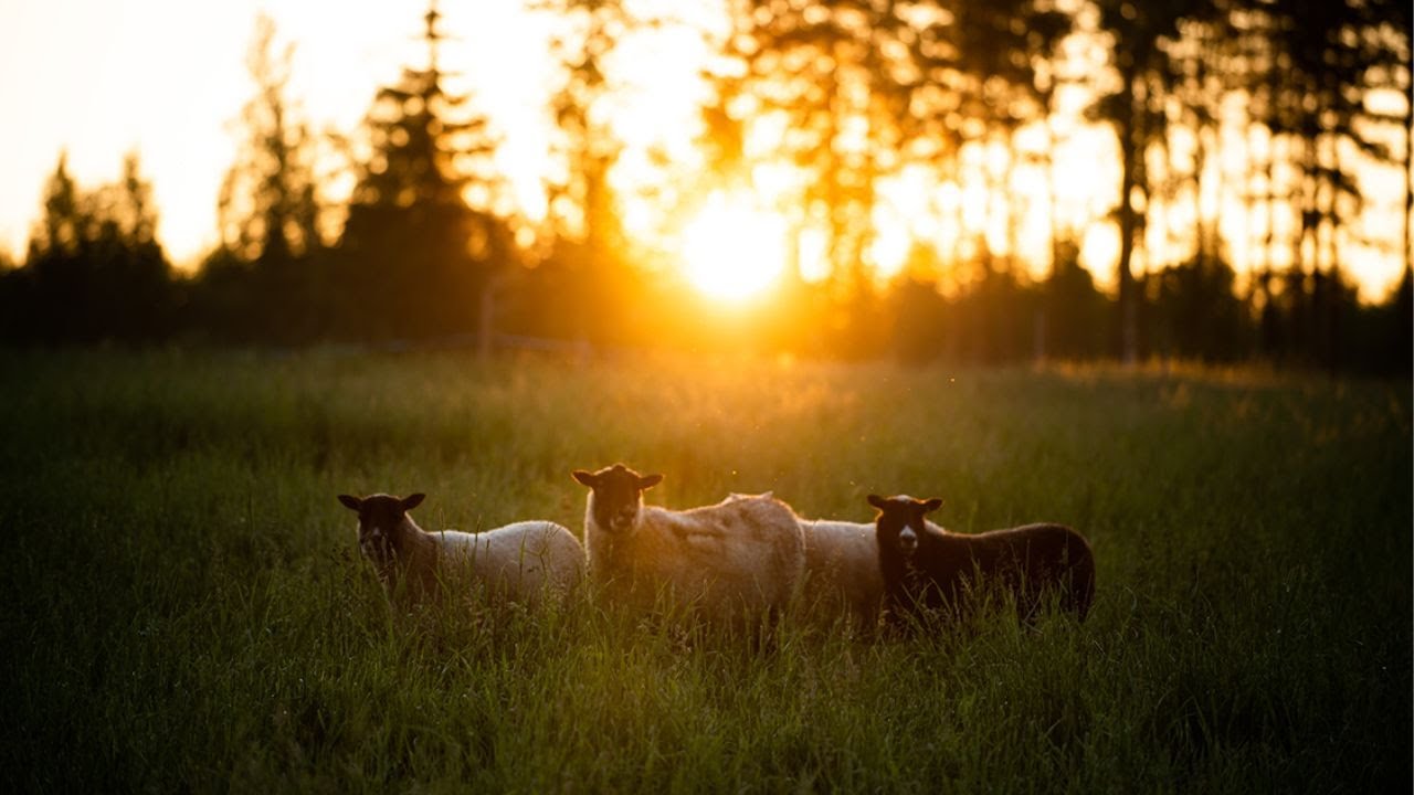 Finnish Summer