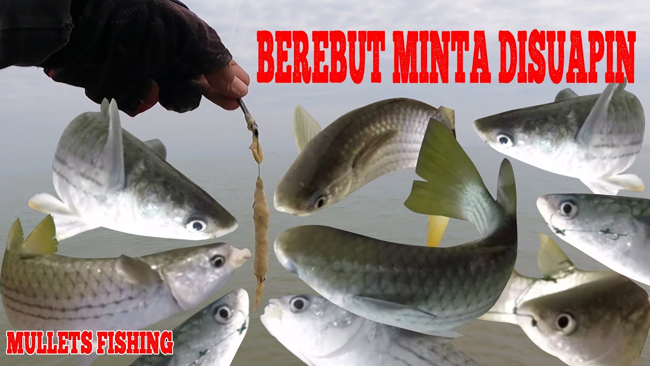 Mancing Belanak Ekor Kuning Bulan Februari Panen Strike / Fun Fishing for Yellowtail Mullets