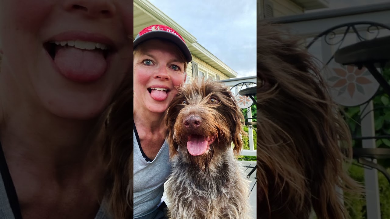 German Wirehair IdaJo, running 2021