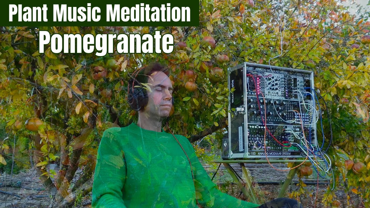 Pomegranate Meditation &bull; Real Bioelectric Plant Signals for Heart&ndash;Mind Harmony &mdash; Don&rsquo;t Miss This