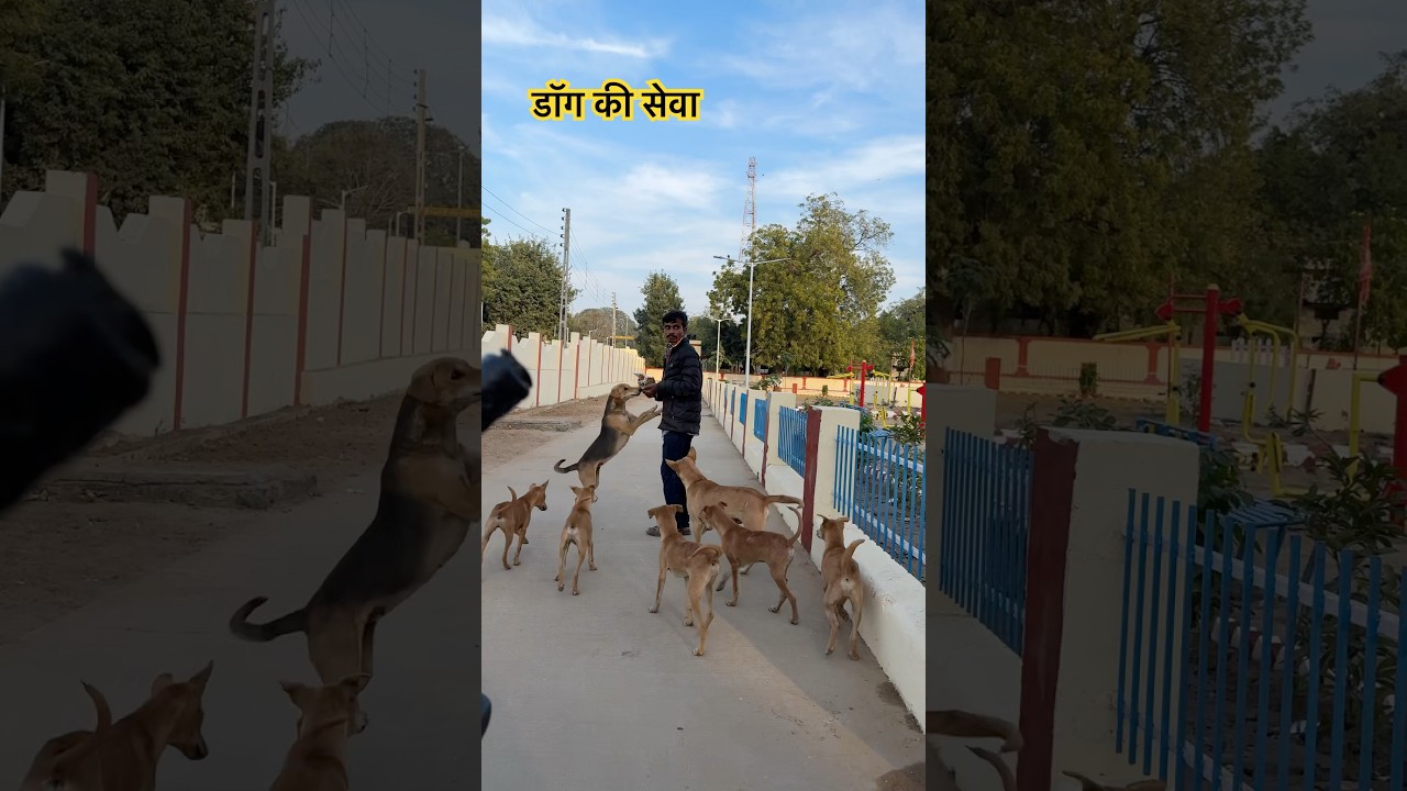 भूखे बच्चो की सेवा | Dog ka Favourit | Food | Pet Vlog in Hindi | shorts  | Ranchhod vlog