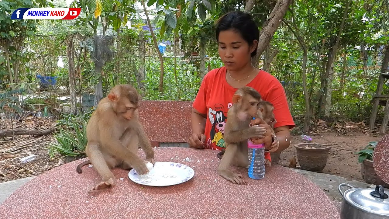 Three Little Monkey Kako With Luna And Olly Eating Rice