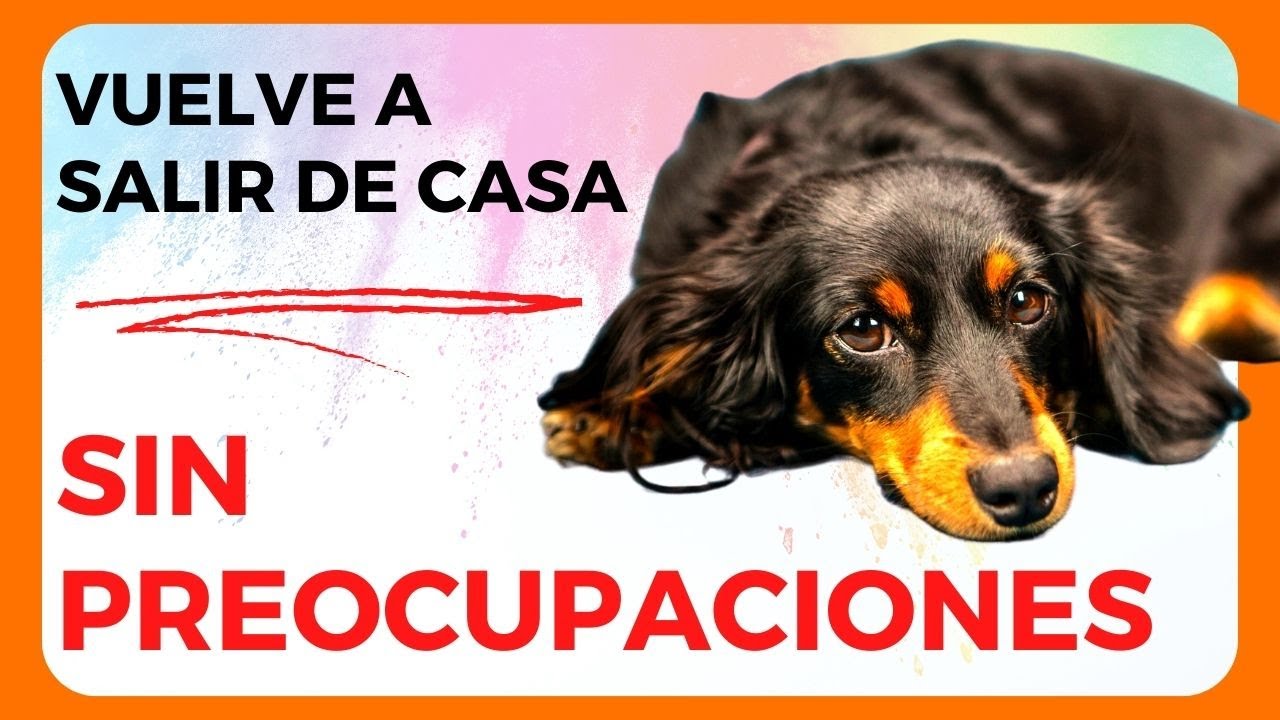 VUELVE a SALIR de CASA sin PREOCUPACIONES - ANSIEDAD por SEPARACIÓN en perros 🚶‍♀️◄🏠  Método DAPS®