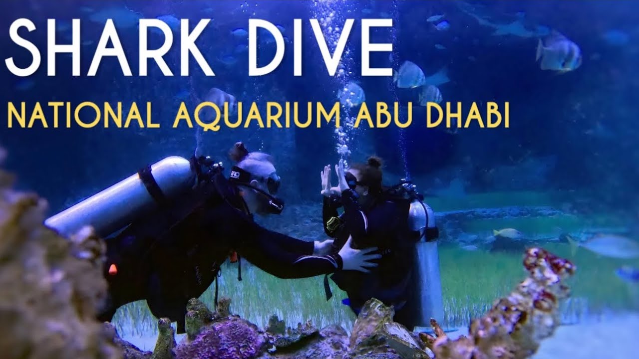 Abu Dhabi Shark Dive: Up Close with Lemon, Bull & Hammerhead Sharks