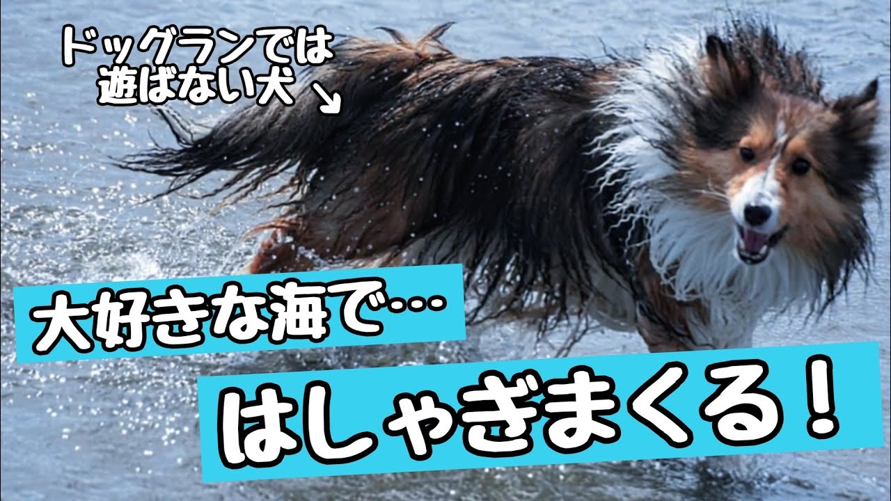 ドッグランでは遊ばない犬を海に連れて行ったら… 別の犬のようにはしゃいでいました！笑 Dogs playing in the sea
