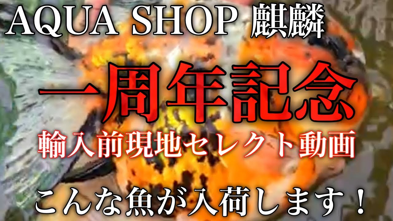 大阪の金魚専門店【AQUA SHOP 麒麟】お陰様で１周年！SALE対象個体一挙公開！今回もエグすぎる金魚セレクトしました！