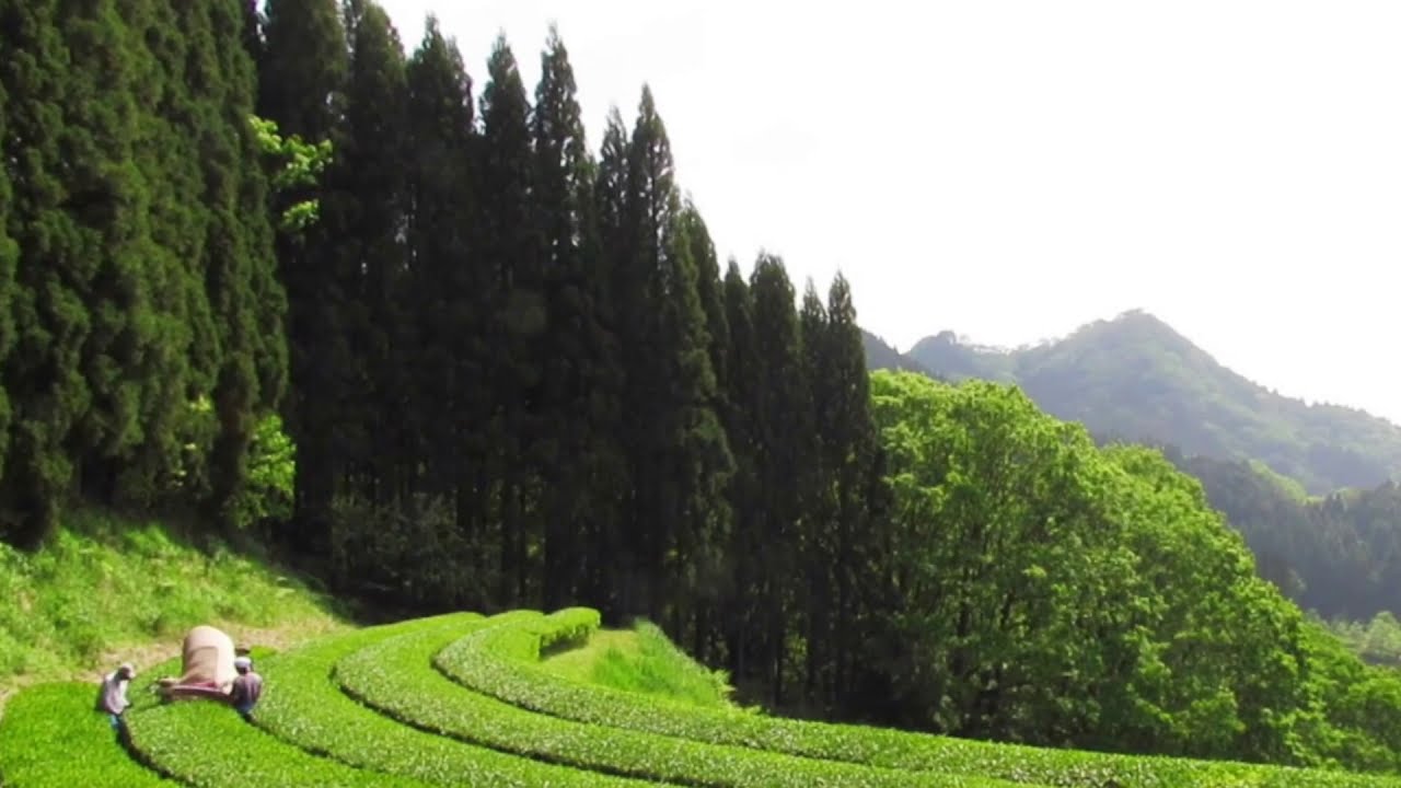 First Tea Harvest - Kamairicha Producer   Miyazaki Sabo