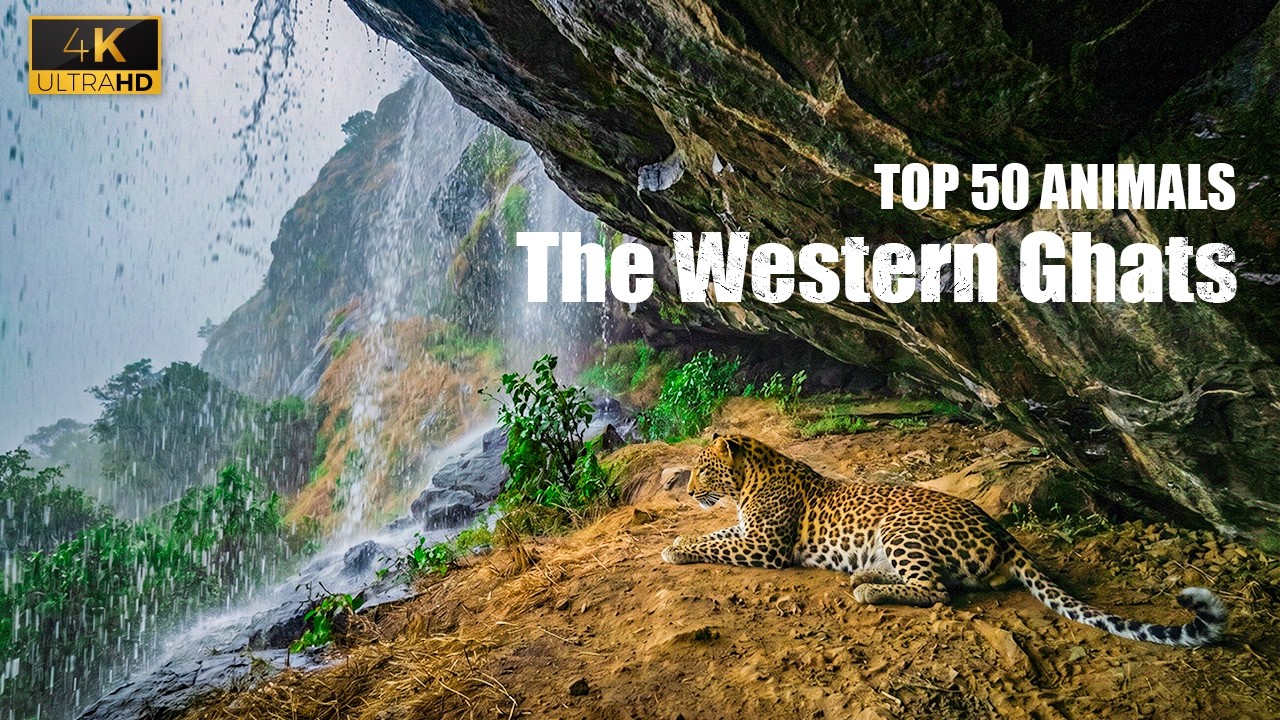 Heavy Monsoon Rain ASMR: The Silent Western Ghats