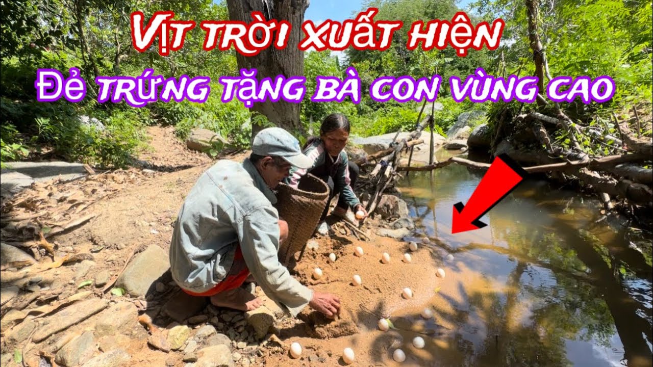 Vịt trời xuất hiện đẻ trứng cho bà con vùng cao..và câu chuyện của đôi vợ chồng nghèo khổ  ở núi cao