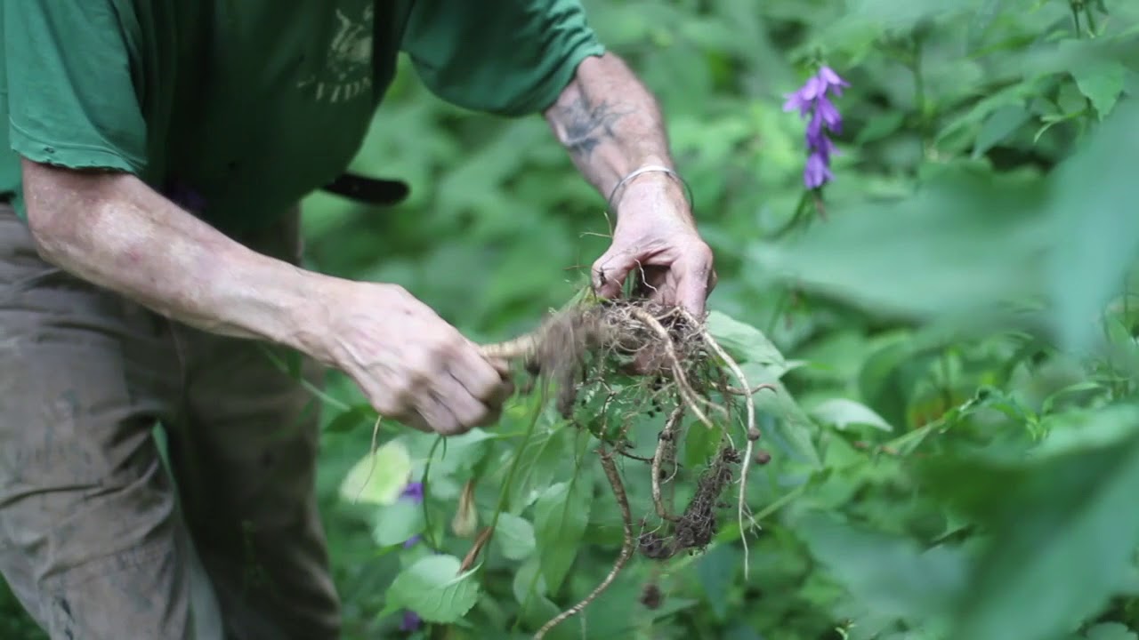 Rover Bellflower (Campanula rapunculoides)