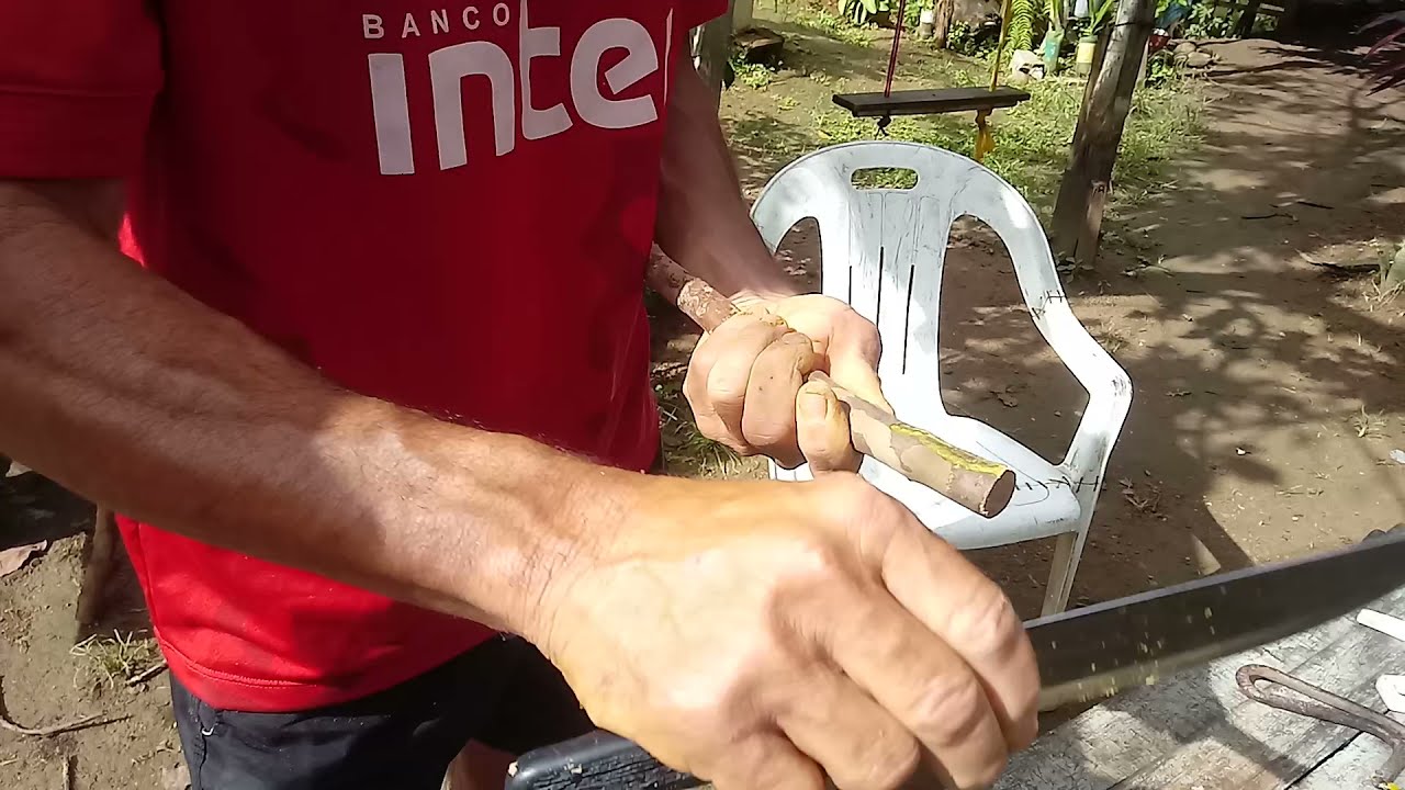 PLANTANDO PÉ DE JABUTICABA SEM PRECISAR DE ENXERTIA