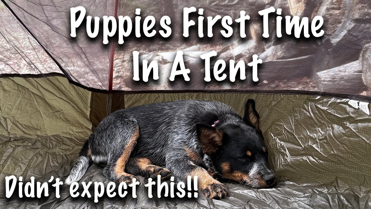 This Dog is Crazy, Didn't Expect this in a tent S9-11