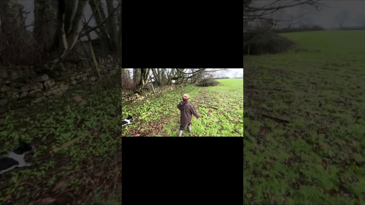Bolting rabbits to lurchers, rabbit hunting north wales 