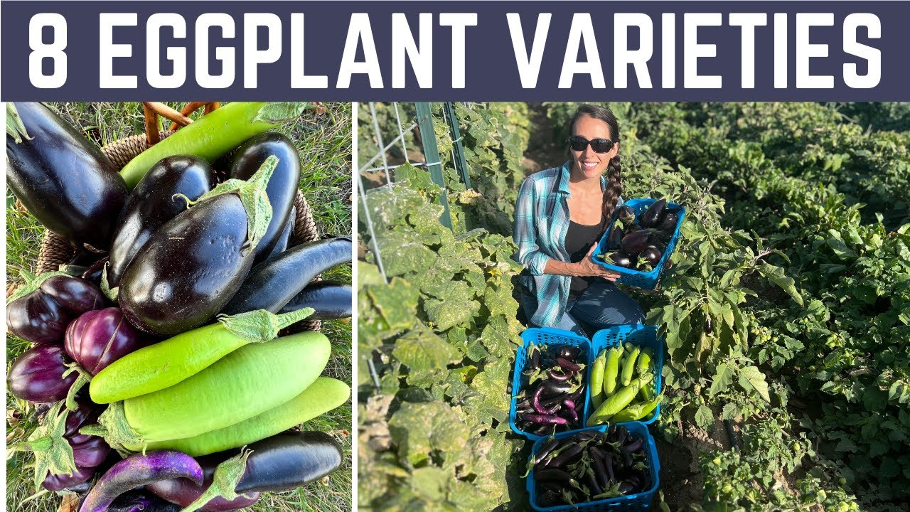 Eggplant Varieties That We Grew In A Northern Climate